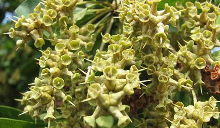 Flora in Dominican Republic