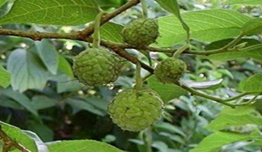Flora in Dominican Republic