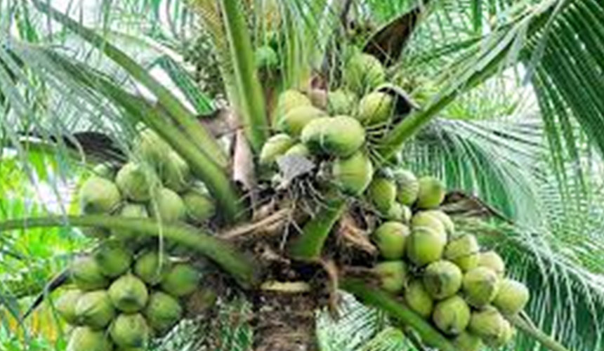 Flora in Dominican Republic