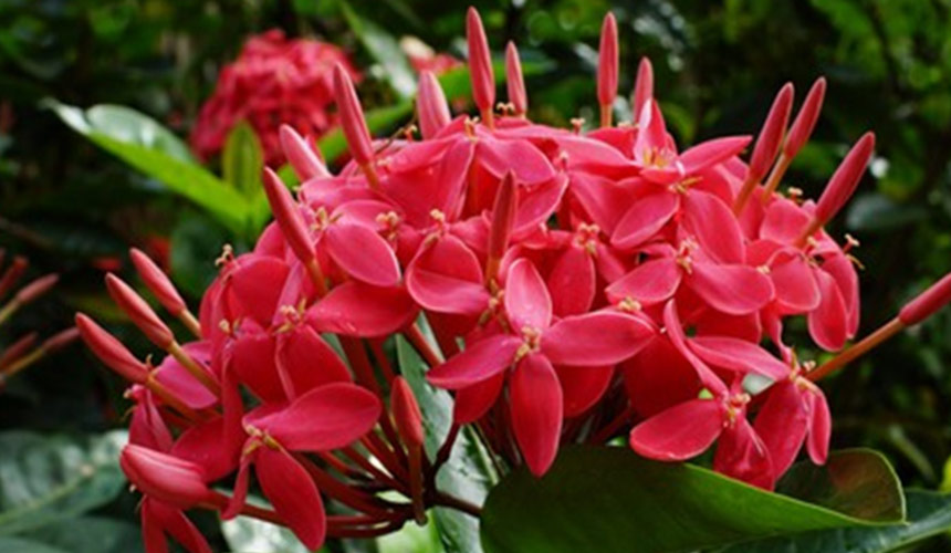 Flora in Dominican Republic