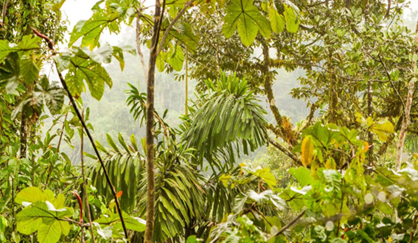 Ecuador Flora