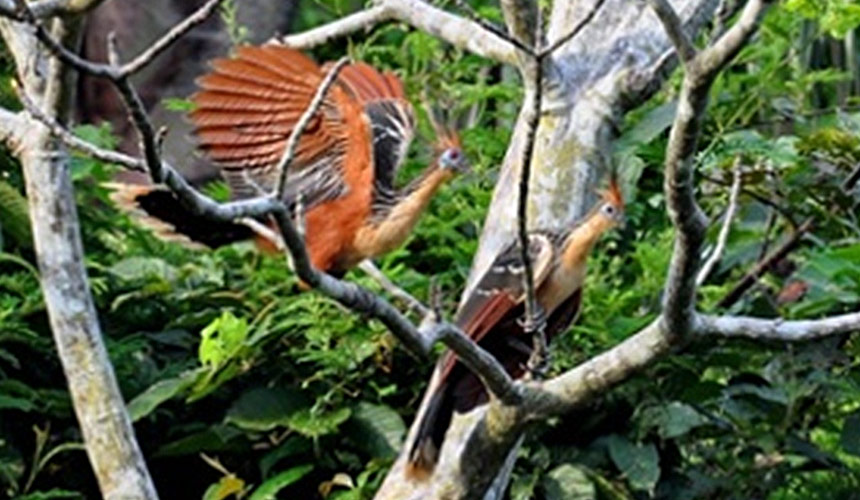 Ecuador Fauna