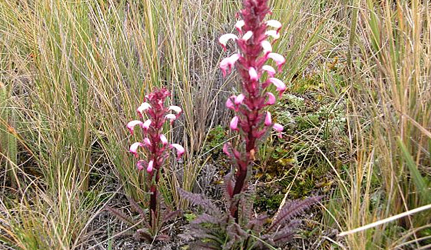 Ecuador Flora