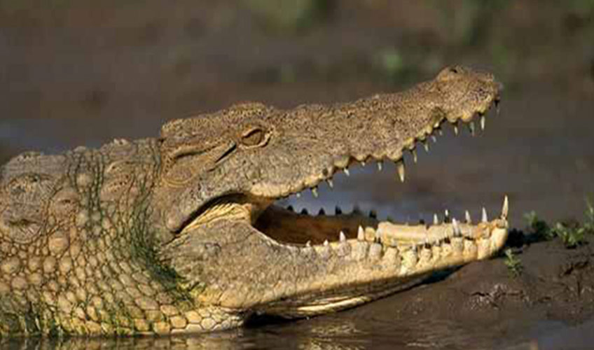 Crocodile