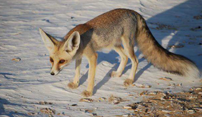 Egyptian Fauna