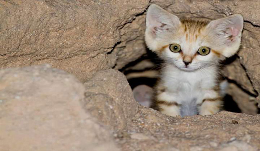 Egyptian Fauna