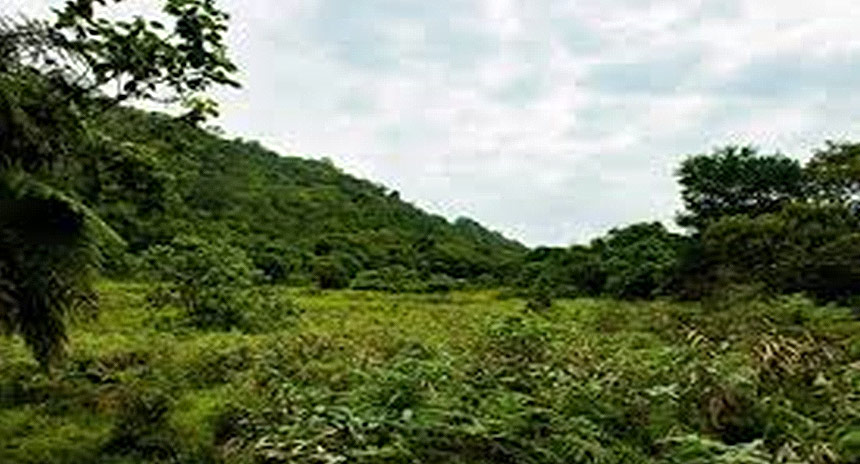 Equatorial-Guinea-Flora