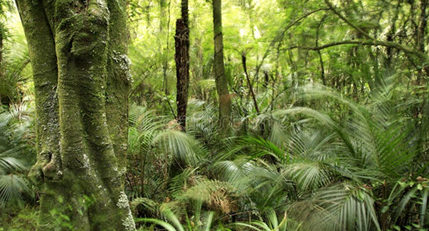 Equatorial Guinea Flora 5 Christianity in Equatorial Guinea