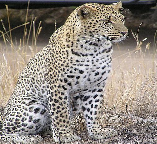 Equitorial Guinea's Elephant