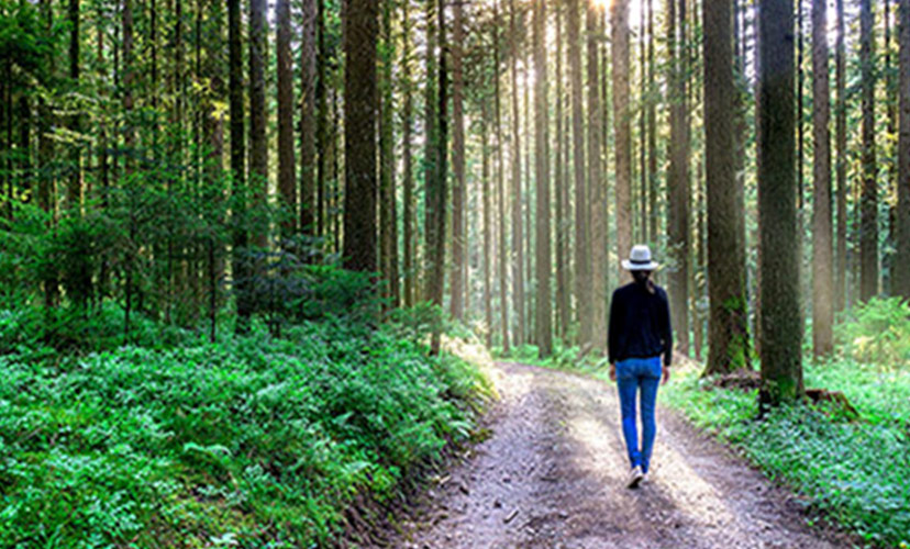Forest Walk