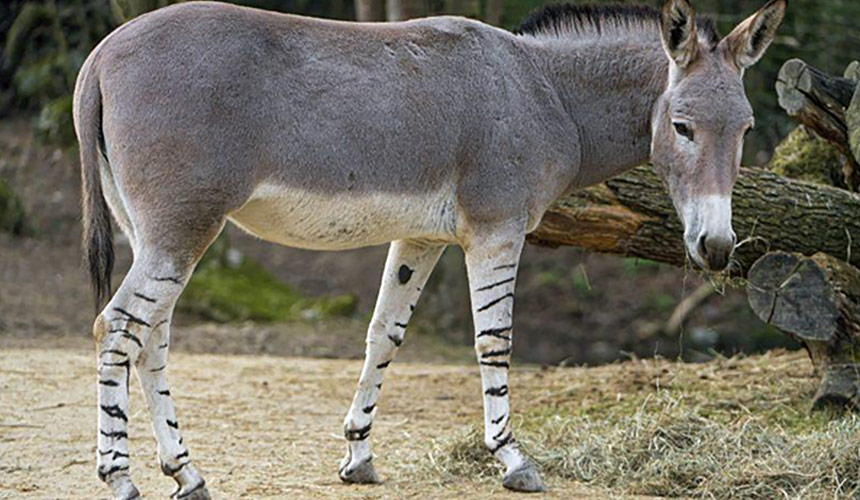 Ethiopian Fauna Donkey Christianity in Ethiopia