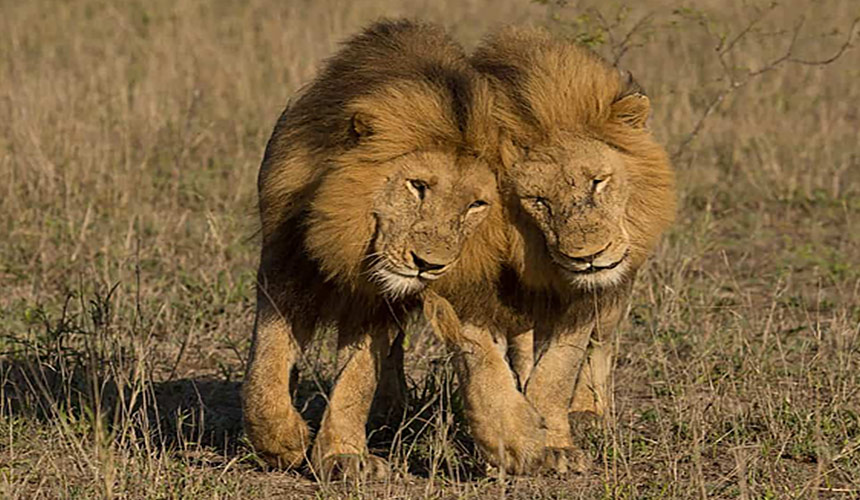 Ethiopian Fauna Lion Christianity in Ethiopia