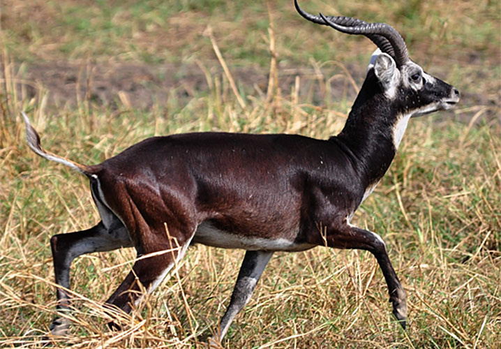 Ethiopian Fauna Mountain Goat Christianity in Ethiopia
