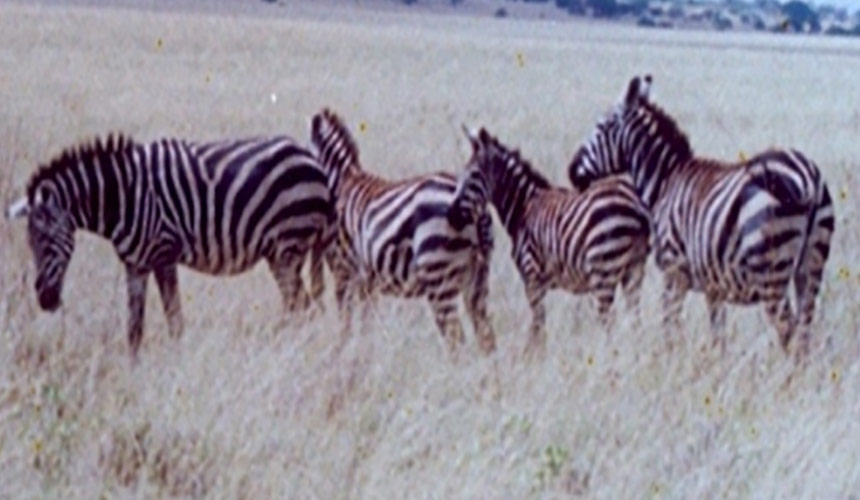 Ethiopian Fauna Zebra Christianity in Ethiopia