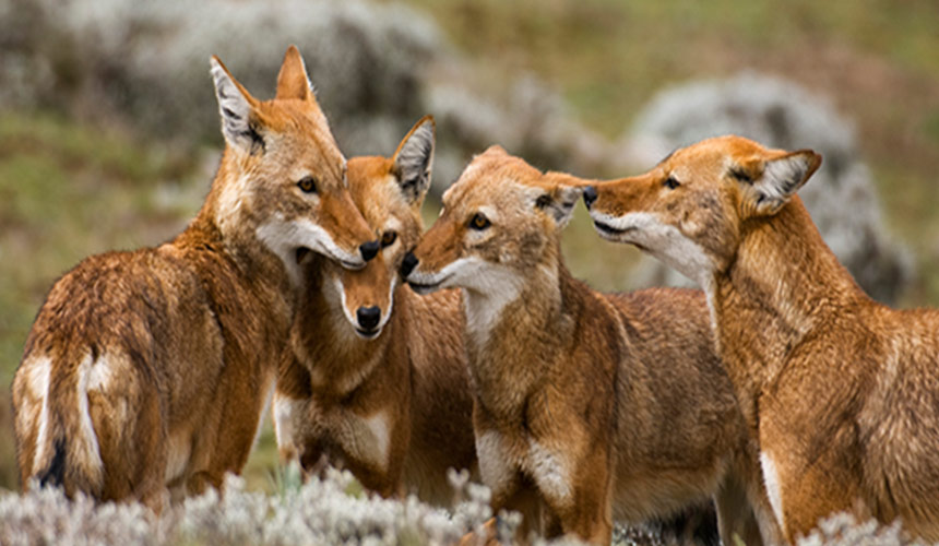 Ethiopian Fauna Christianity in Ethiopia
