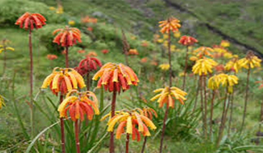 Ethiopia Flora