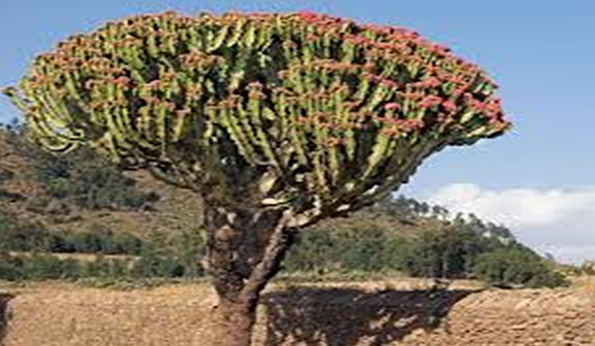 Ethiopia Flora